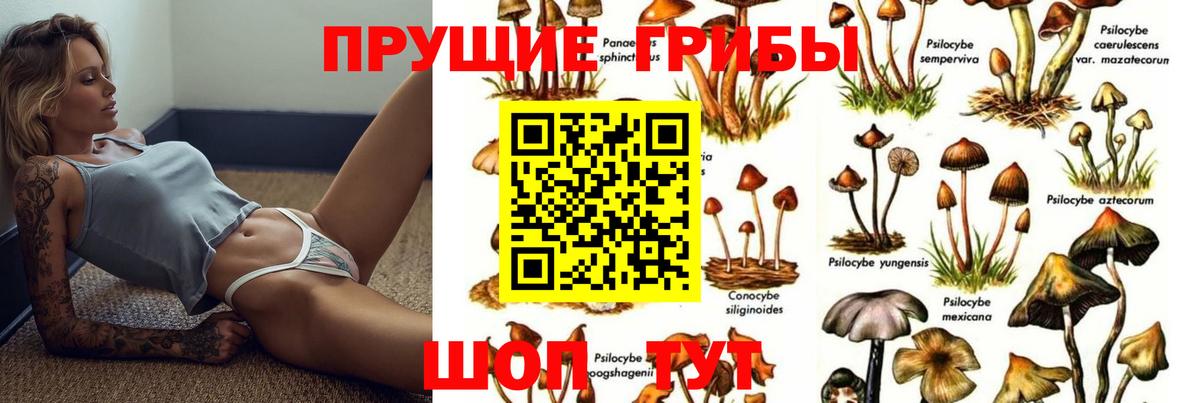 Гусев  Галлюциногенные грибы Psilocybe  Вход с VPN  Псилоцибиновые грибы прущие грибы 